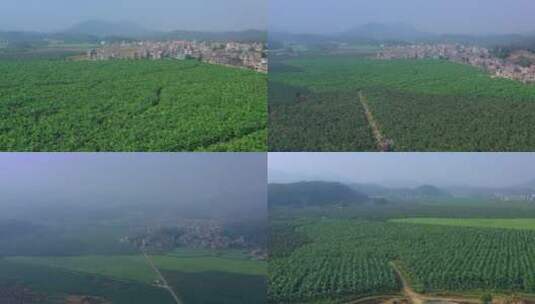 4K航拍香蕉种植园大景高清在线视频素材下载