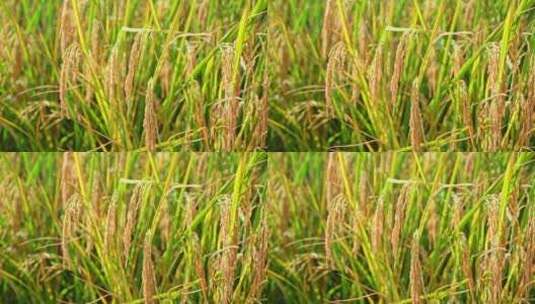 金黄色的稻田高清在线视频素材下载