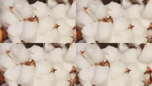 中国新疆优质棉花高清在线视频素材下载