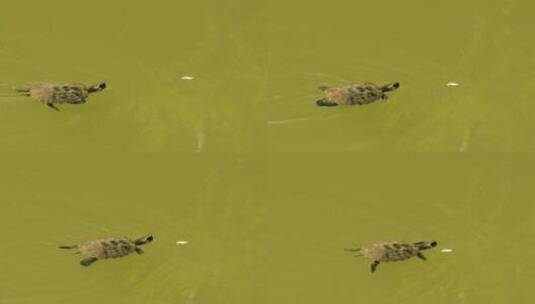 在淡绿色的池塘里游泳的乌龟高清在线视频素材下载