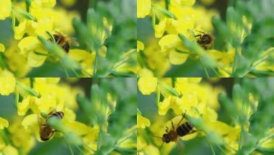 为一朵黄花授粉的蜜蜂高清在线视频素材下载
