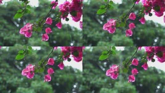 下雨天梅花雨中花朵植物高清在线视频素材下载