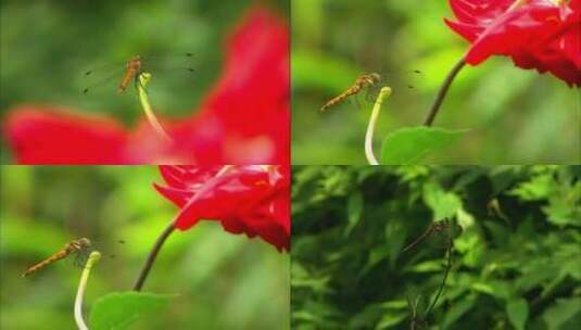 停落的蜻蜓高清在线视频素材下载