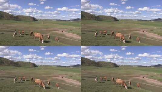 河北坝上牧场吃草的牛群高清在线视频素材下载