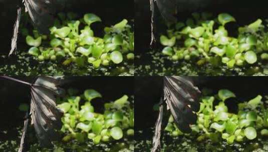 水质净化植物水葫芦高清在线视频素材下载