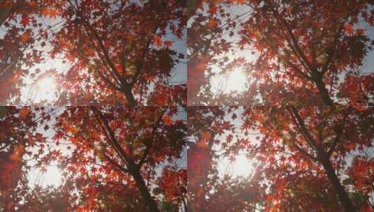 枫叶红了秋天里的红色枫叶高清在线视频素材下载