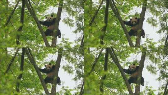 功夫熊猫大熊猫在爬树高清在线视频素材下载