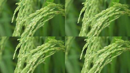 未成熟的稻穗高清在线视频素材下载