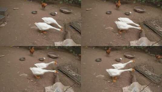 生态养殖的鹅高清在线视频素材下载