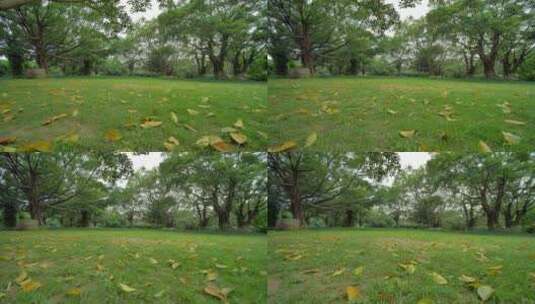 秋天大树下树根落叶归根高清在线视频素材下载