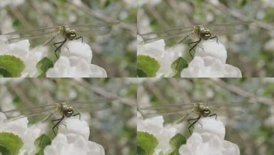 蜻蜓的执着高清在线视频素材下载