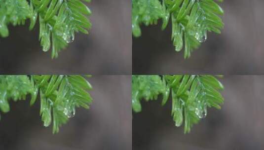 水杉树叶高清在线视频素材下载