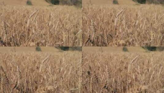 秋天成熟的小麦麦穗特写高清在线视频素材下载