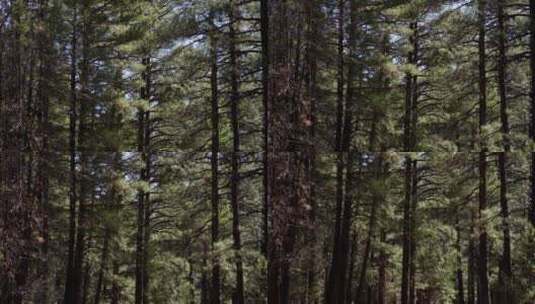 航拍美丽的森林高清在线视频素材下载