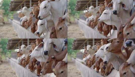 畜牧业。牛栏里的棕色和白色奶牛高清在线视频素材下载