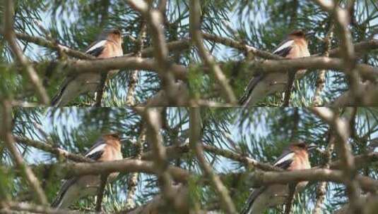 树枝上五颜六色的小鸟高清在线视频素材下载