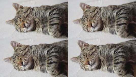 睡在沙发上的猫高清在线视频素材下载