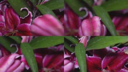 黑美人百合花鲜花鲜切花花蕊花瓣高清在线视频素材下载