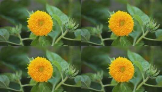 千瓣葵花头特写黄色花朵高清在线视频素材下载