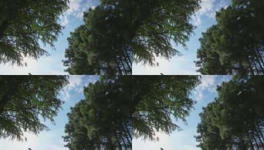 5k夏季树林间镜头高清在线视频素材下载