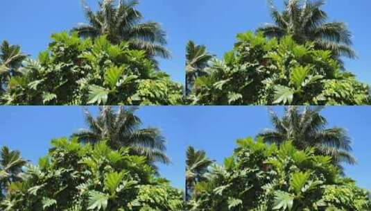 蓝天下的棕榈树和热带植物高清在线视频素材下载