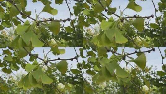 银杏树叶子高清在线视频素材下载