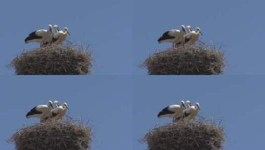 鸟窝上站着三只幼鹤特写镜头高清在线视频素材下载