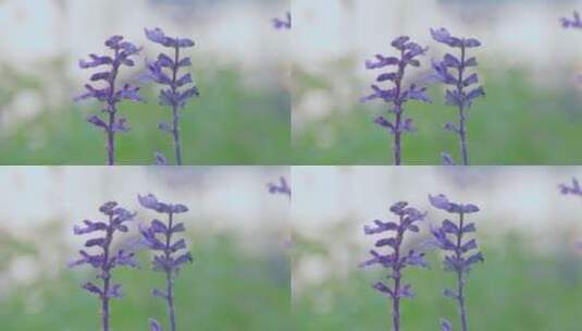 路边小紫花-唯美逆光小清新高清在线视频素材下载