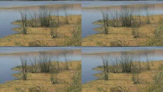 河水中的芦苇特写高清在线视频素材下载