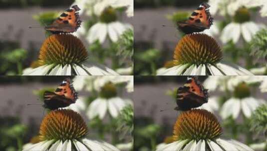 蝴蝶停在花朵上 (2)高清在线视频素材下载
