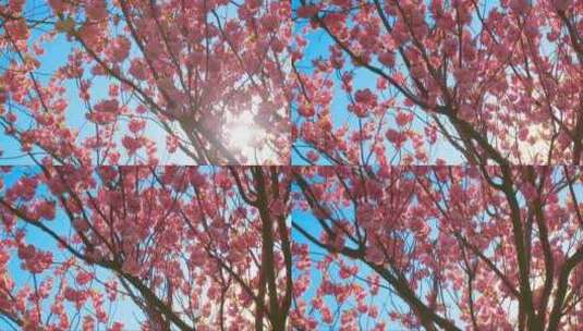 蓝天下美丽的樱花高清在线视频素材下载
