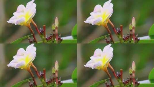 野生紫杉树开花高清在线视频素材下载