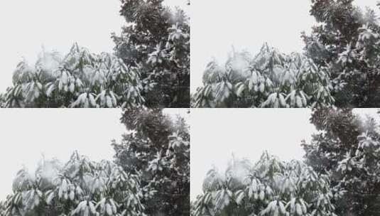 雪花落在树木上高清在线视频素材下载