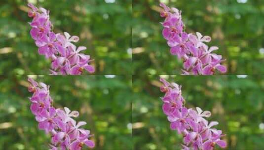 美丽的粉红色蝴蝶兰高清在线视频素材下载