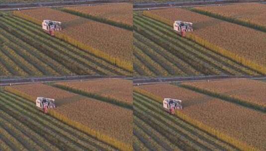 航拍农田稻田机械收割机秋收高清在线视频素材下载