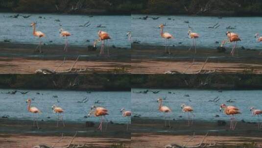 长焦拍摄沼泽地上的火烈鸟高清在线视频素材下载
