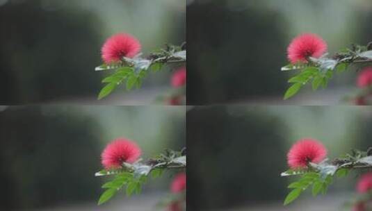 植物花草高清在线视频素材下载