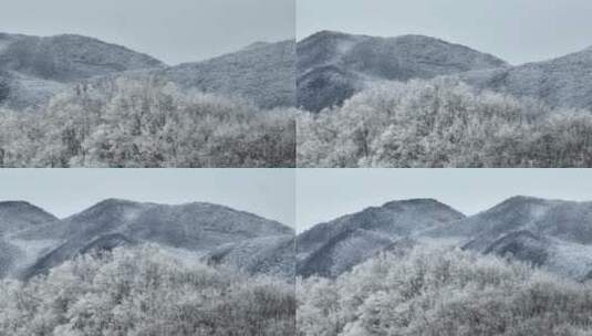 航拍湖北神农架原始森林群山冬季雪景雪松高清在线视频素材下载