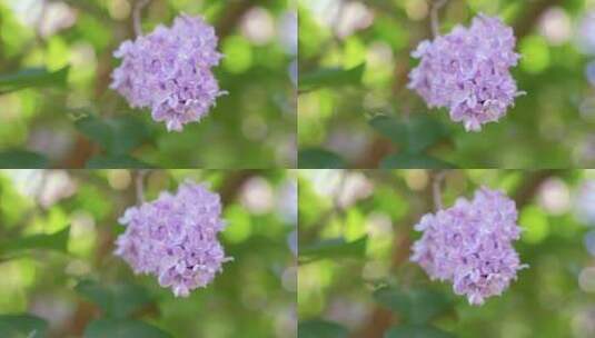 春天自然风光 田野上的花朵 美景高清在线视频素材下载