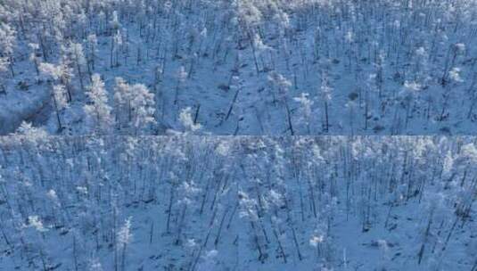 航拍林海雪原银色松林高清在线视频素材下载