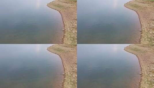 河边水边岸边俯拍河岸边水面白鹭生态湖飞鸟高清在线视频素材下载