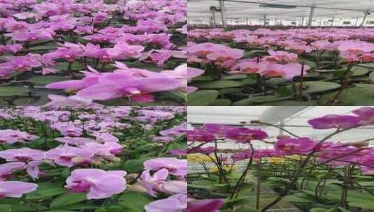 花卉绿植蝴蝶兰高清在线视频素材下载