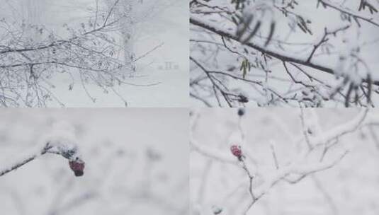 冬天、雾凇、树挂、雪、树枝、冬日暖阳高清在线视频素材下载