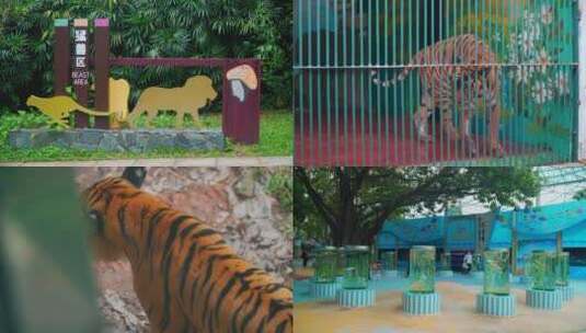 广州动物园实拍亲子互动参观高清在线视频素材下载