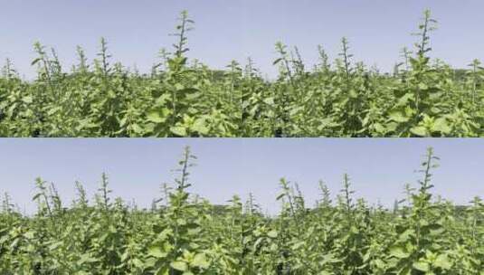微风吹拂着绿油油的蔬菜苗高清在线视频素材下载