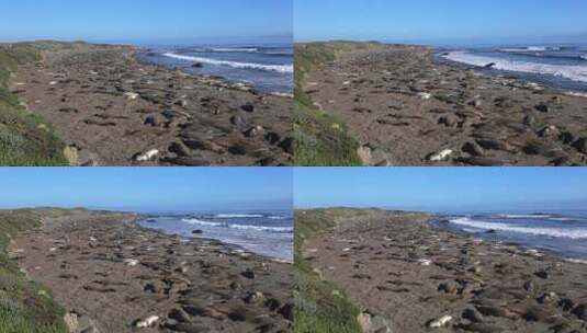 沙滩上的海豹高清在线视频素材下载