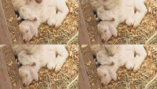 可爱的小羊羔高清在线视频素材下载