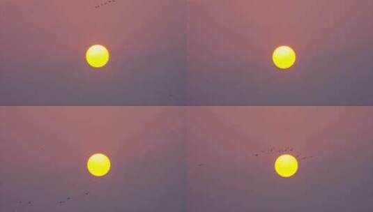 日出，飞鸟，鄱阳湖国家湿地公园高清在线视频素材下载