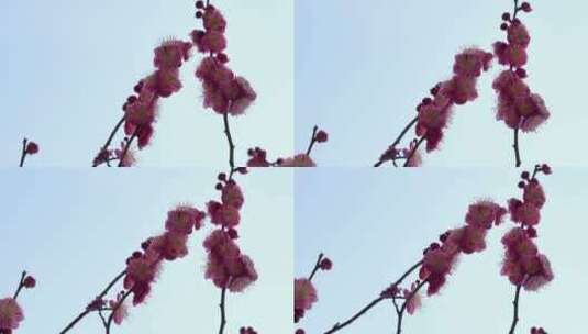 春季红色梅花景观高清在线视频素材下载