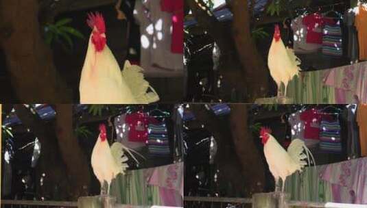 报晓的红冠白色大公鸡高清在线视频素材下载